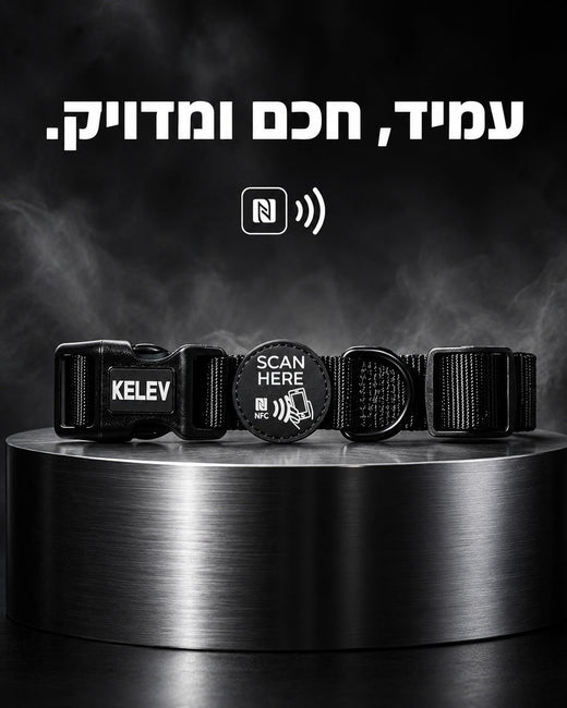 תג זיהוי לכלב: סוגי תגים, טכנולוגיות זיהוי וקולרים חכמים